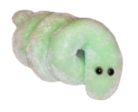 foto Boreli�za (Borrelia burgdorferi)